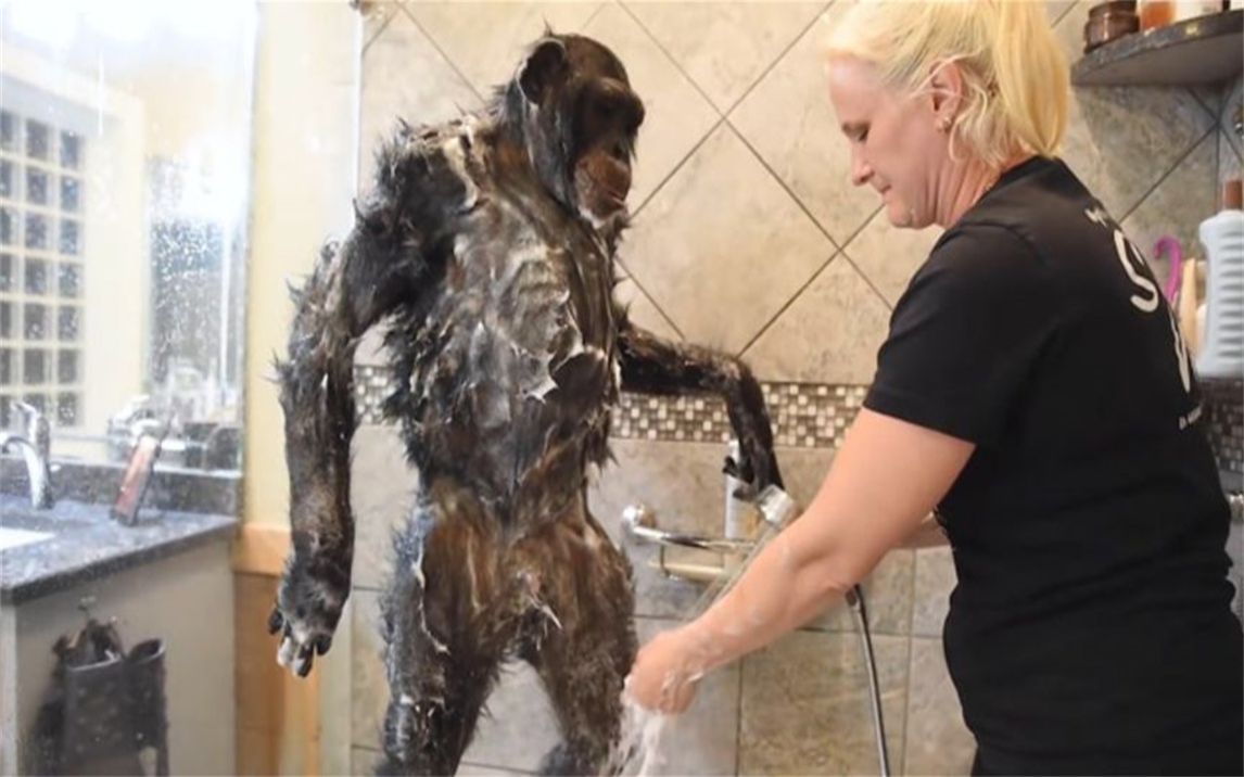 猩猩要求主人帮忙搓澡，接下来的举动你别笑，这怕不是成精了