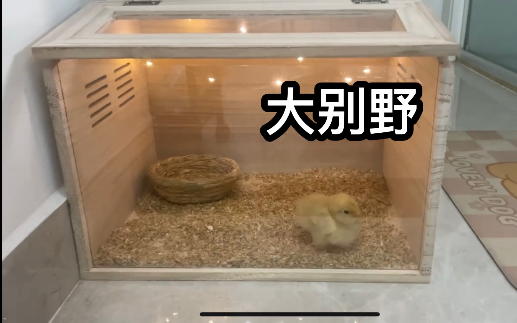 台风天，捡到小鸡第五天：今天公布小鸡名字，还给小鸡装了新窝。