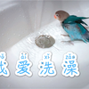 VLOG：蓝妹今天自己洗澡澡。两只牡丹鹦鹉一起陪主人喝咖啡！【动物园冷园长