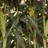 国外大型农场的玉米种植与采收全过程，很长见识的的一个视频