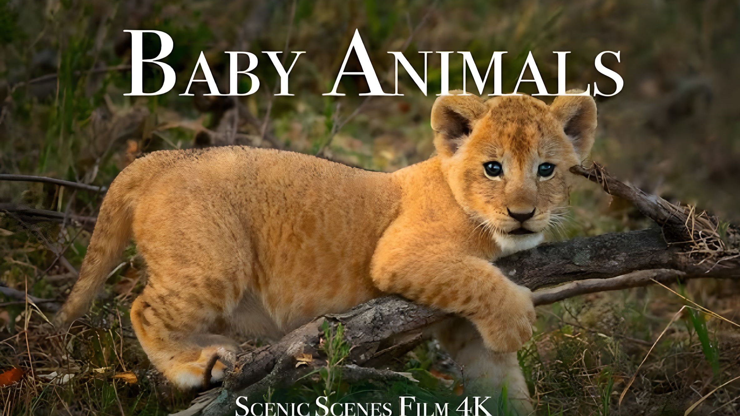 奇妙的动物宝宝世界 4K - 野生动物风光影片