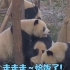 『可爱熊猫合集』国宝熊猫日常可爱视频合集|熊猫：你看我萌不萌？[2020/08/15 03]