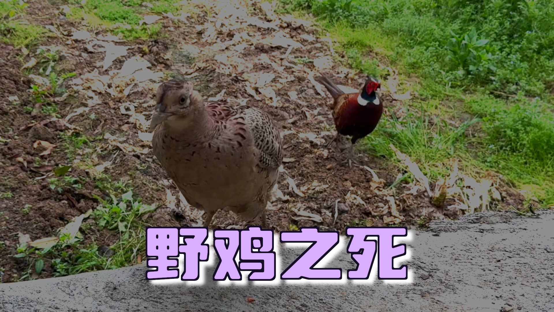或许这就是它的宿命，这下命没了