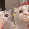 一只超可爱的猫和一只超呆的猫的日常