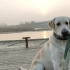 在沈阳蒲河畔遛狗，这里的原生态风景很美，给狗狗拍照留念