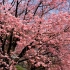 【Cherry blossoms】 东京市中心终于迎来了樱花盛开的季节