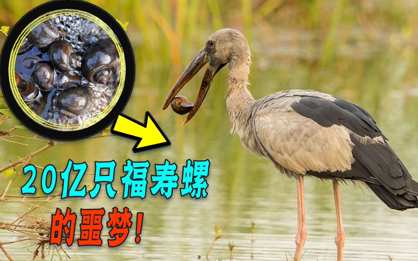 入侵中国40年的福寿螺，克星出现？成吨福寿螺被当辣条吃掉！