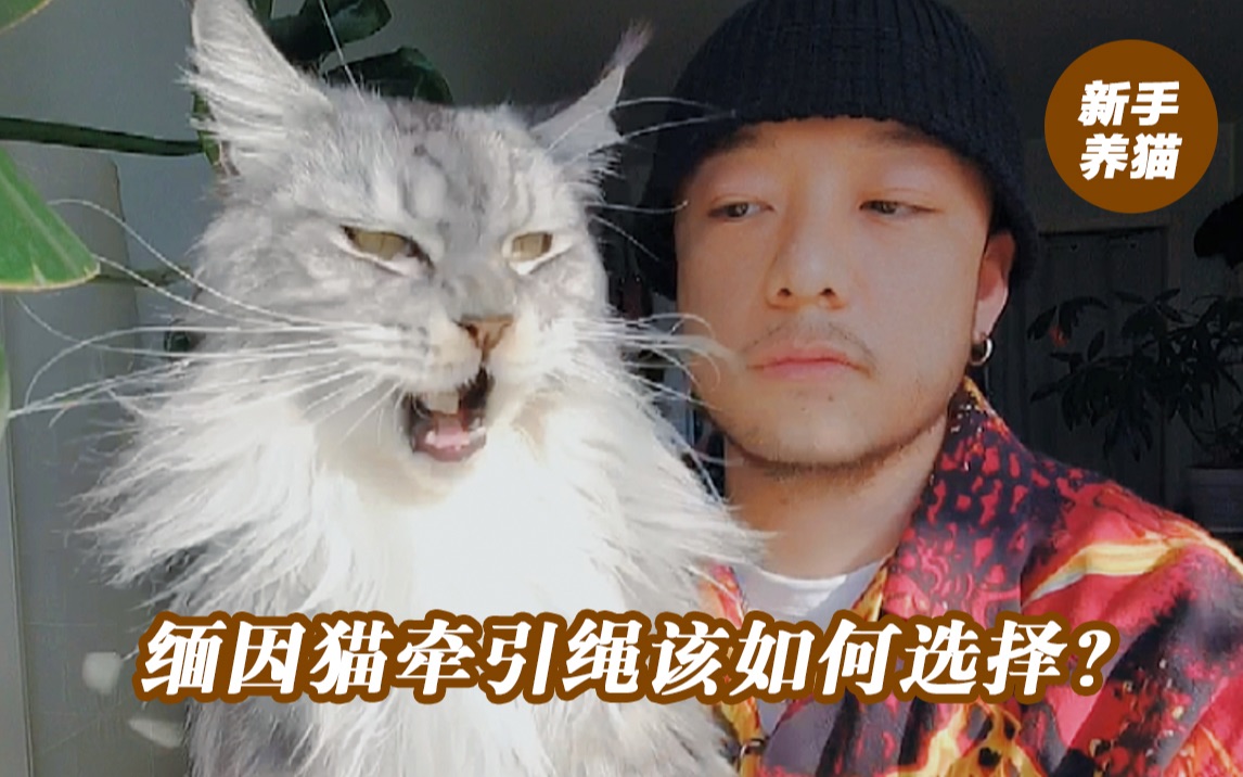 缅因猫的牵引绳该如何选择？新手必备
