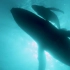 【鲸鸣 |鲸鱼混剪】鲸歌在响着 这是大海的灵魂在歌唱 | 一部反捕鲸宣传片