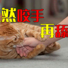 为什么猫咪上一秒在舒服地被撸，下一秒就咬手，然后再舔舔