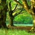 好大一棵树配乐成品绿色森林大树粒子歌曲背景 led动态视频素材