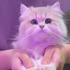 bang bang bang！三小猫登场