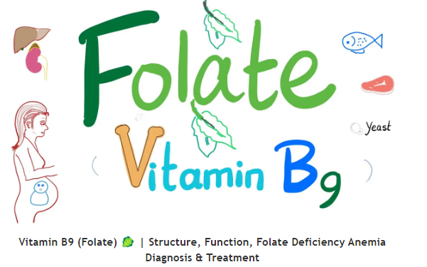 🥬🥬维生素 B9（叶酸） 结构、功能、叶酸缺乏性贫血的诊断和治疗 Vitamin B9 (Folate) 🥬