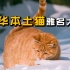 中华本土猫雅名大全，看完本土猫在古代的名字，我怕你高攀不起它们