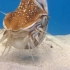 鹦鹉螺是如何吃饭的