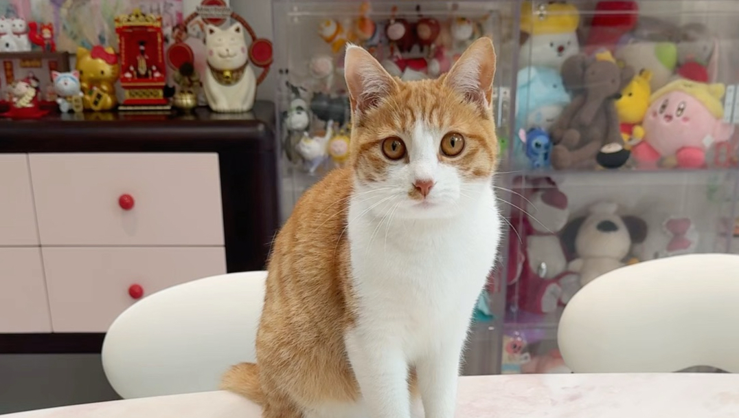 猫猫我呀被做局了