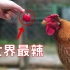 世界上最辣的龙息辣椒，喂给鸡会吃吗？