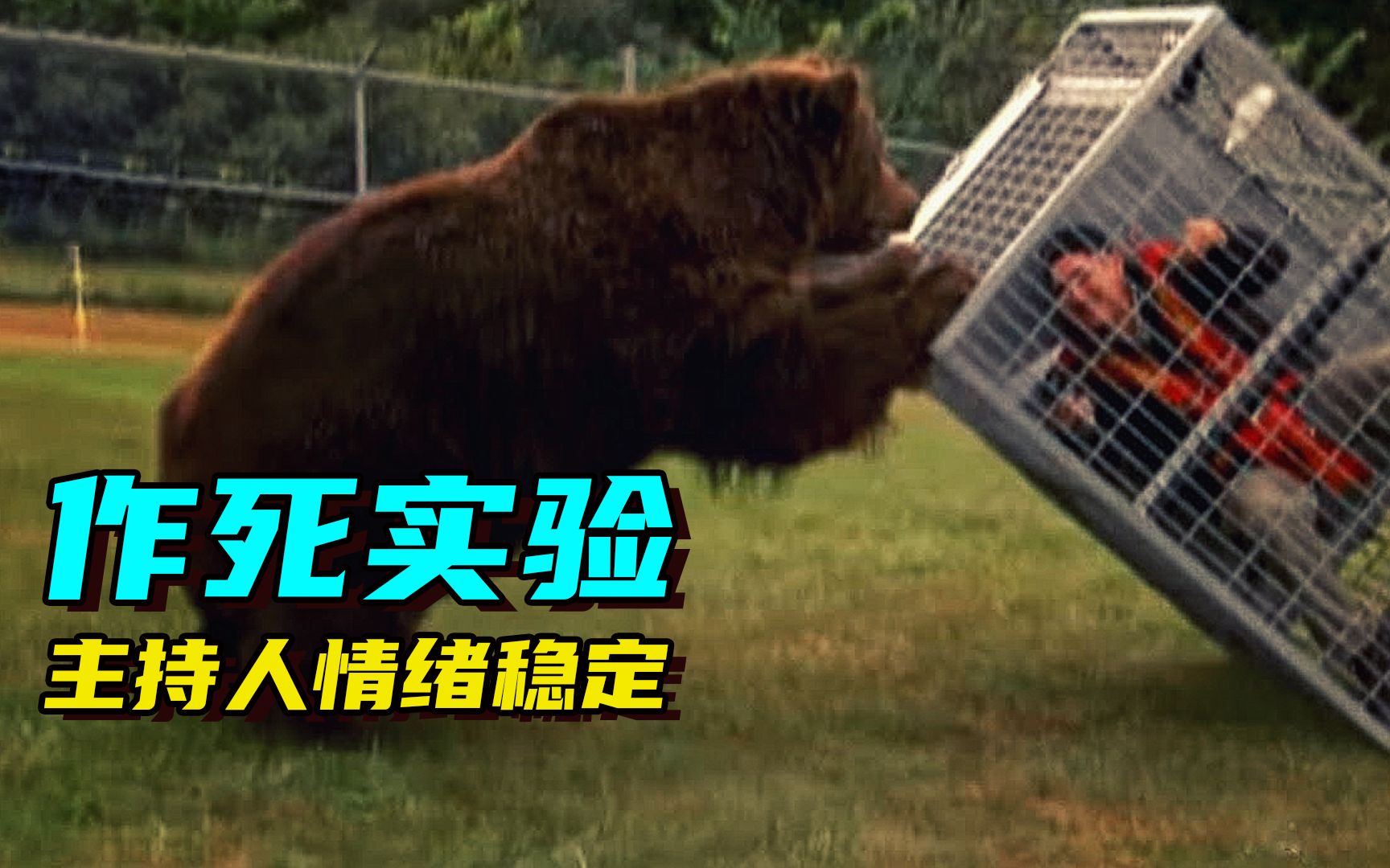 史上最作死动物实验 生动演绎灰熊是如何吃人的？