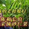 小陈的老挝媳妇，老陈和七伯上山采摘砂仁果