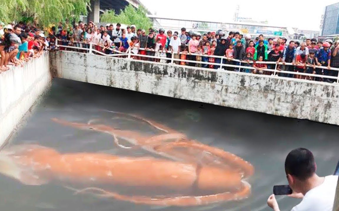 如此巨大的深海鱿鱼，最近人们在桥下发现的10件奇怪的事情