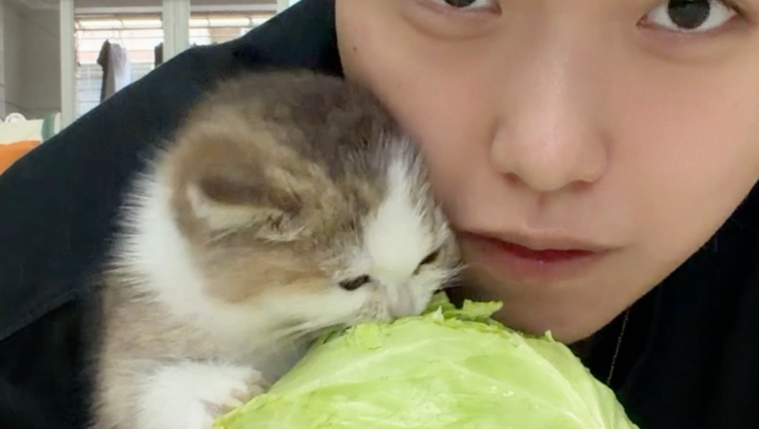 今天教小猫吃包菜