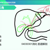 2024临床执业医师-临床助理医师考试-执业医师笔试精讲-2024人民医学网-【人民医学】2024临床执业（助理）医师-2024基础精讲班-2024基础精讲