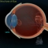 人眼：人眼的结构
