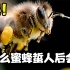 为什么蜜蜂蜇人后自己会死？这种进化机制是出bug了吗？