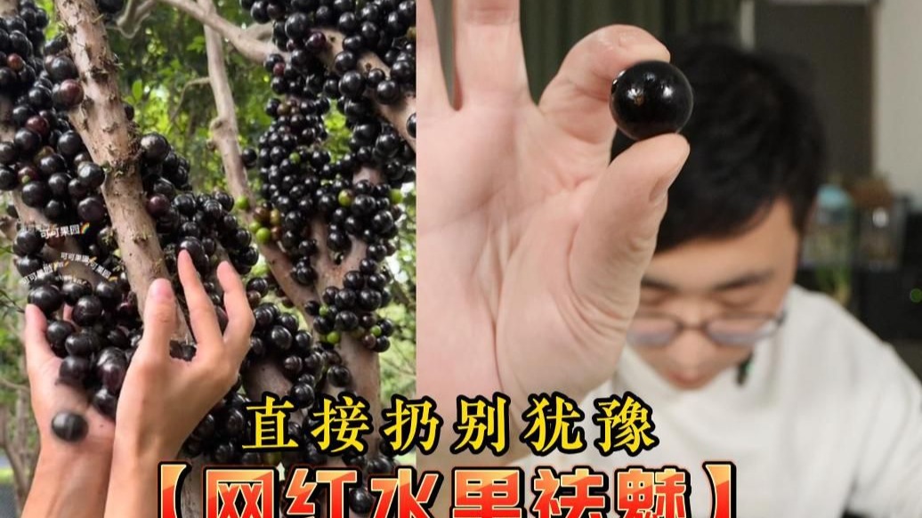 这也拿出来卖？哈儿果.蛋黄果.嘉宝果【网红水果祛魅】