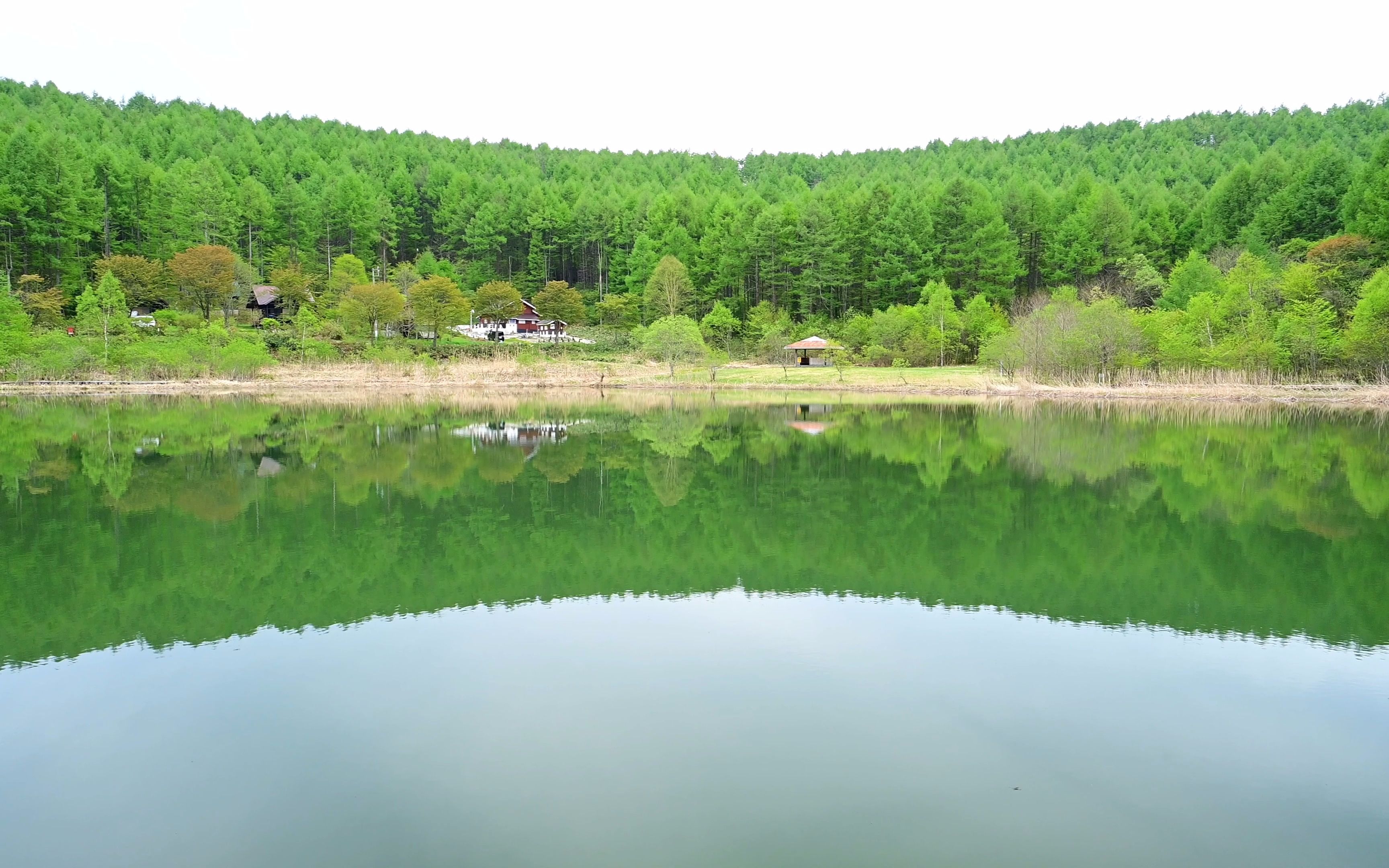 【超清日本】第一视角 新绿的中牧湖 (4K超清版) 2022.5