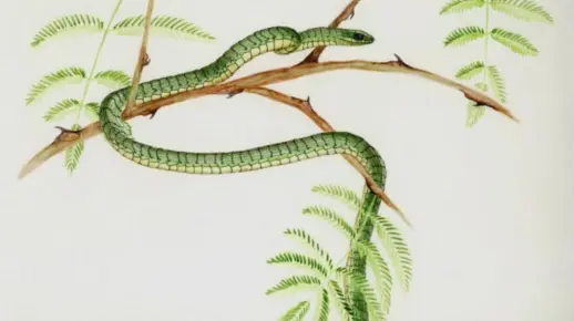 梦境中的蛇舞，左手五条蛇，右手二条蛇的预兆与启示