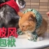 【猫奴的造反】两只主子试穿猫披风及猫包袱