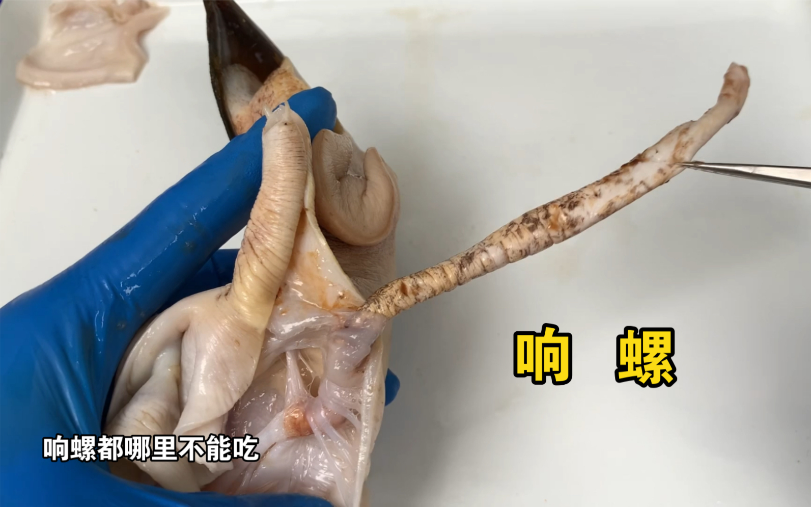 解剖一只大响螺内部结构绝对惊到你，解锁死前必吃美食炭烧响螺