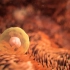 3D医学动画 - 胚胎发育