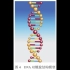 图4 DNA双螺旋结构模型