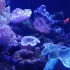 海底的珊瑚好漂亮