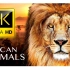 非洲动物8K超高清 - 带有真实声音的野生动物