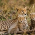 【纪录片合集】猎豹cheetah