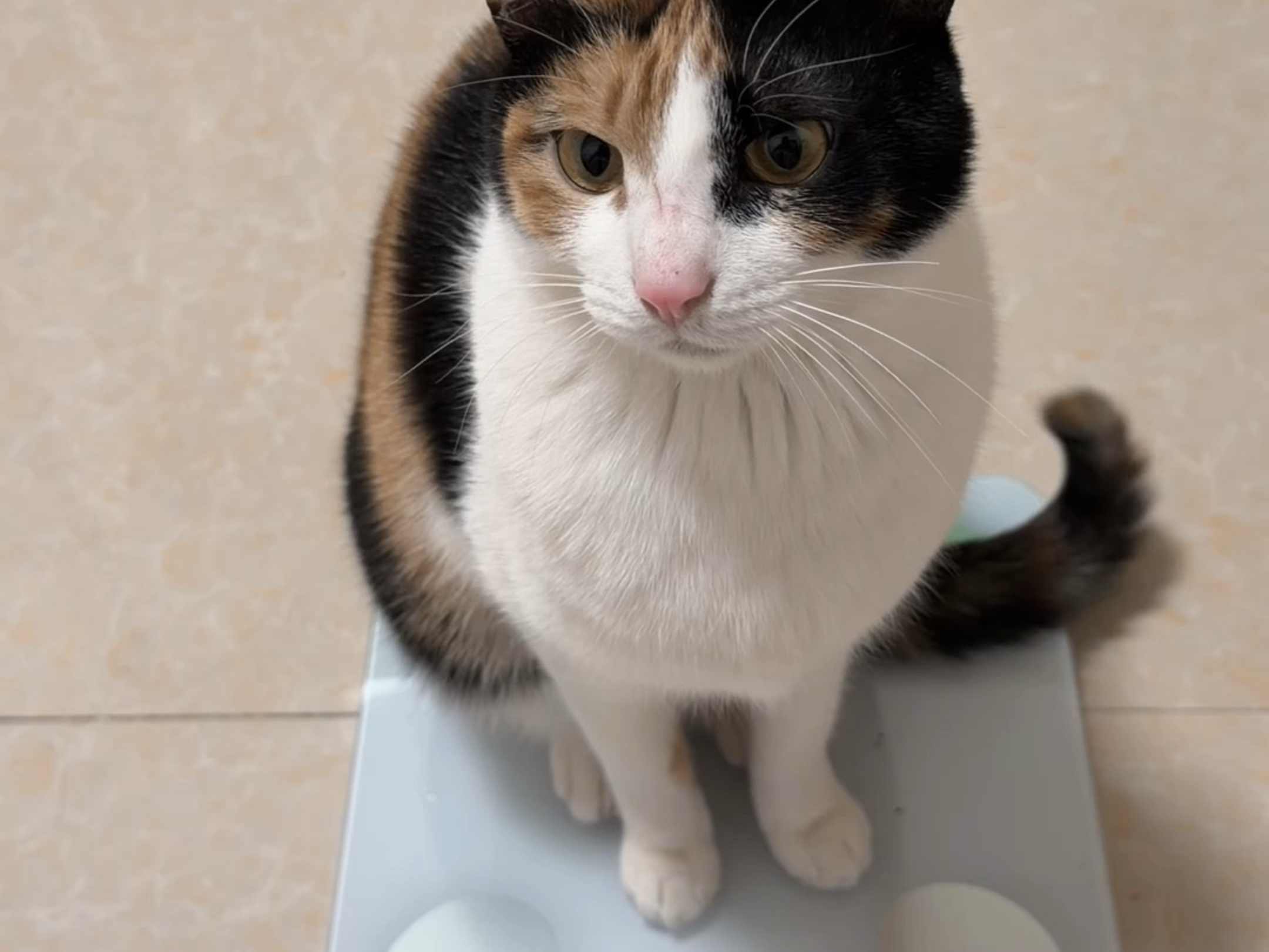 女明星体重大公开