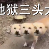 三 头 福 岛 狗（二