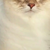 突然有一种狮子王的既视感