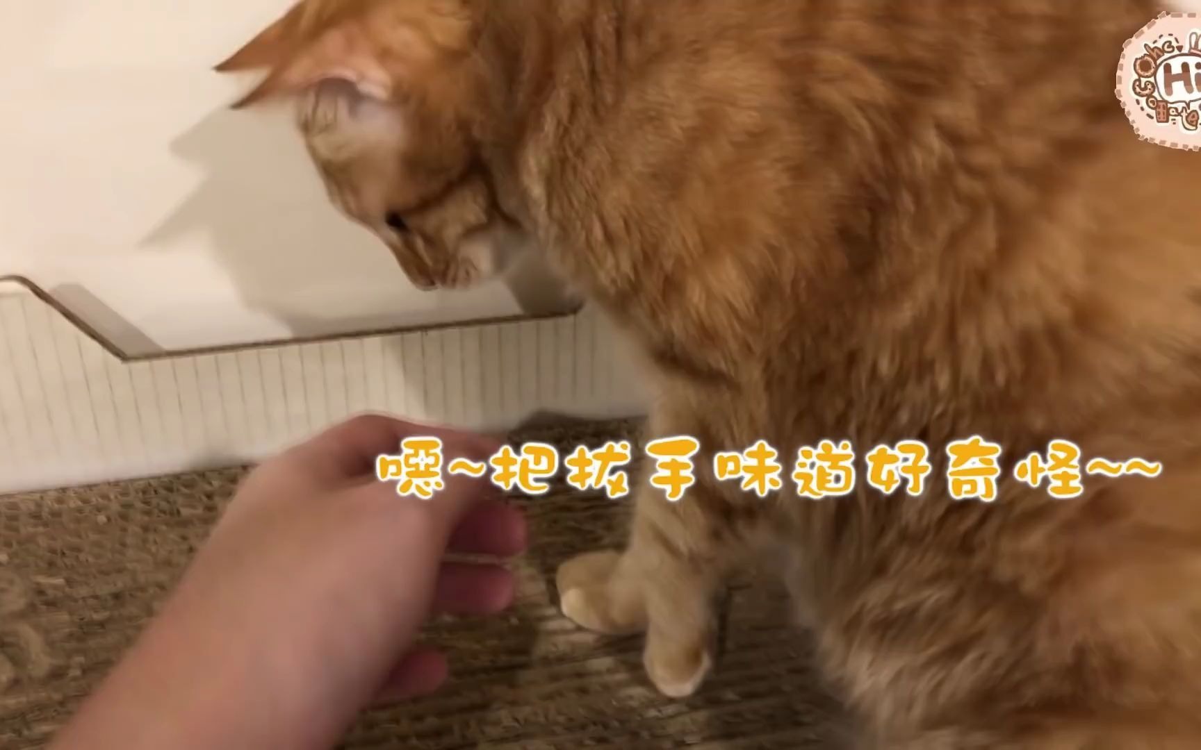 【巧克力】『橘子冰的日常』－ 密技？让猫咪舔手手！猫咪的舌头刺刺的