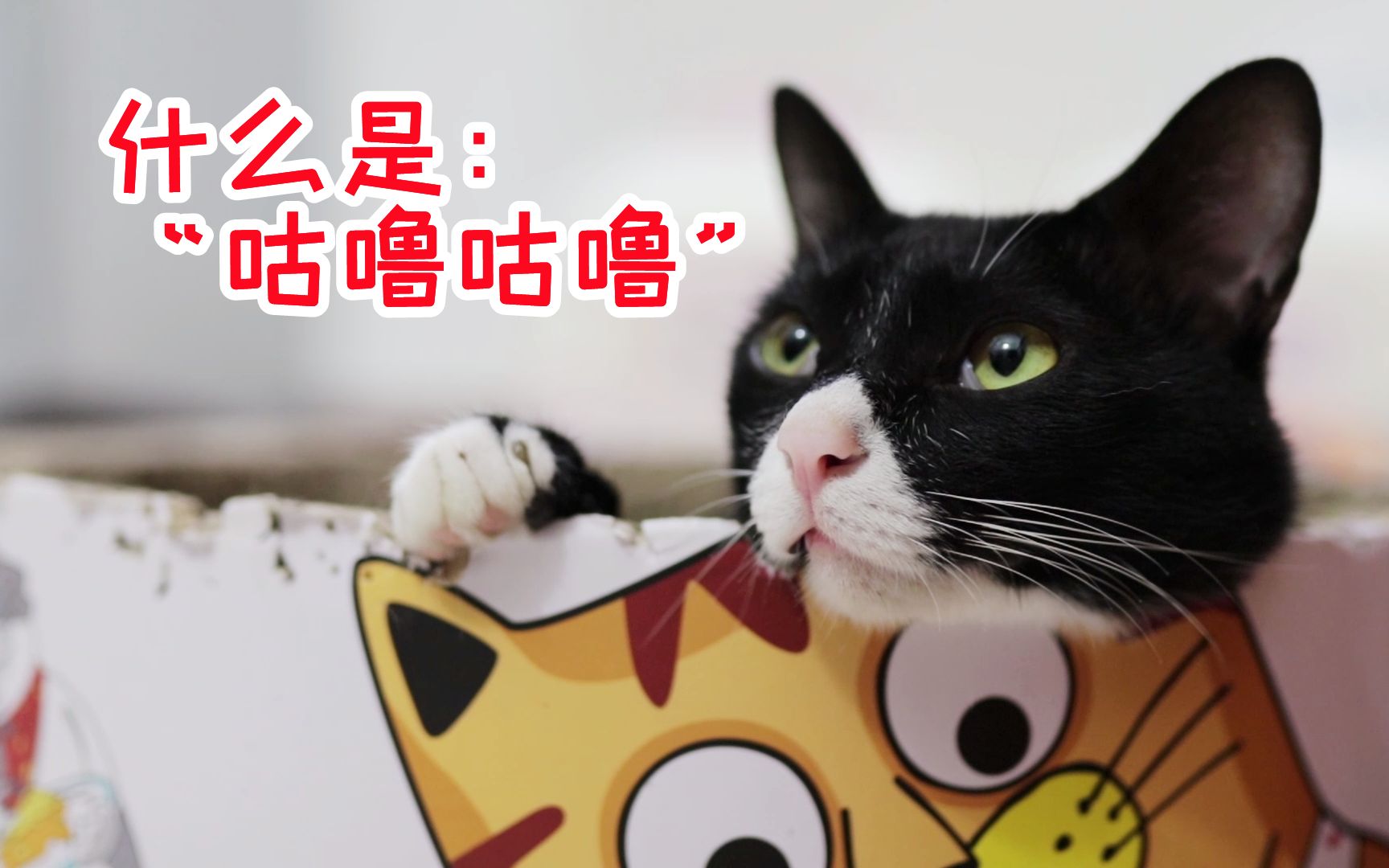 你们有听过猫咪"咕噜咕噜"的声音吗?
