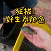 狂拔野生太阳鱼…【路亚