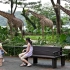 【2K动物园】新加坡动物园