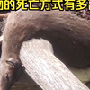 动物离奇死亡鉴定