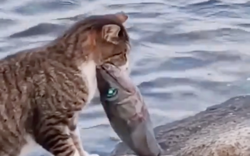 猫咪真的什么鱼都敢捉