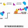 酵母三杂交技术原理