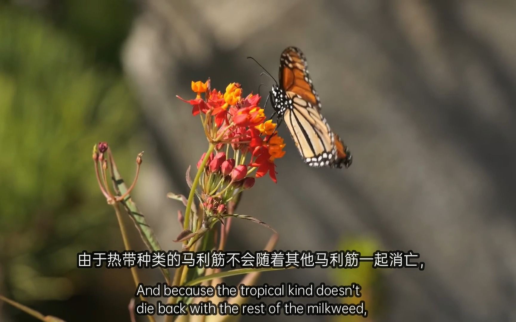 这种讨厌的寄生虫正在破坏帝王蝶的翅膀