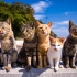 日本猫岛视频，居民只有猫的1/6，原片无剪辑